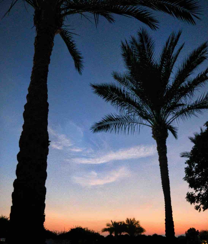 palm