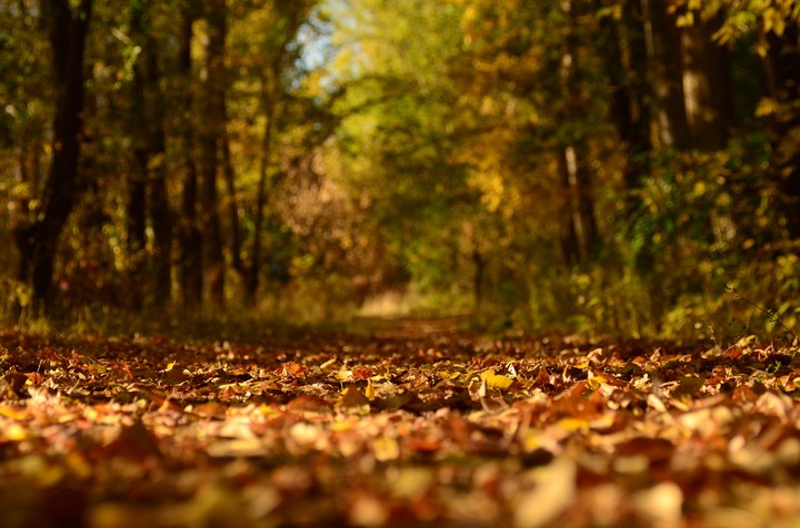 golden autumn