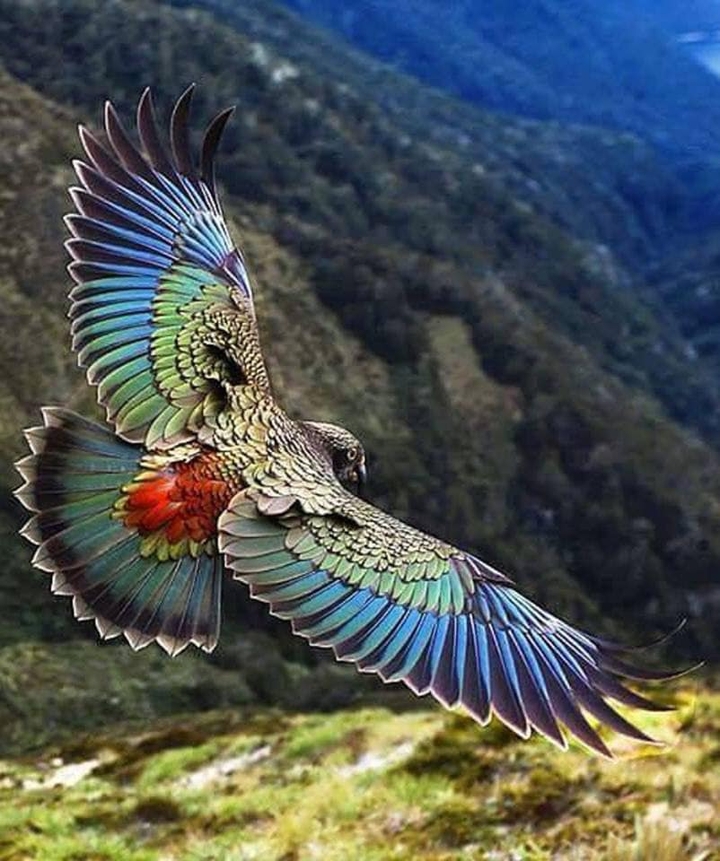 kea