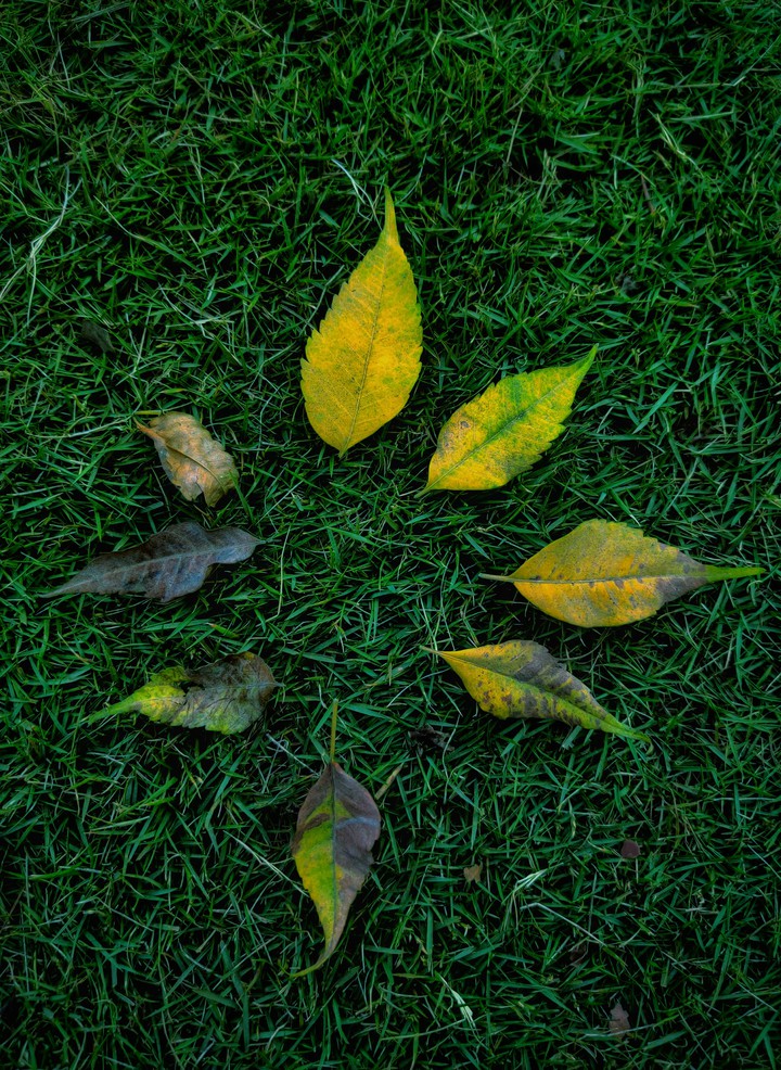 life of leaf