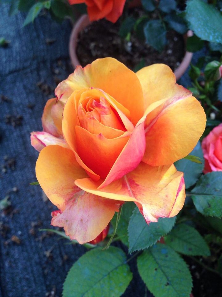 Rose in my garden