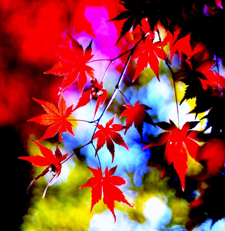herbst