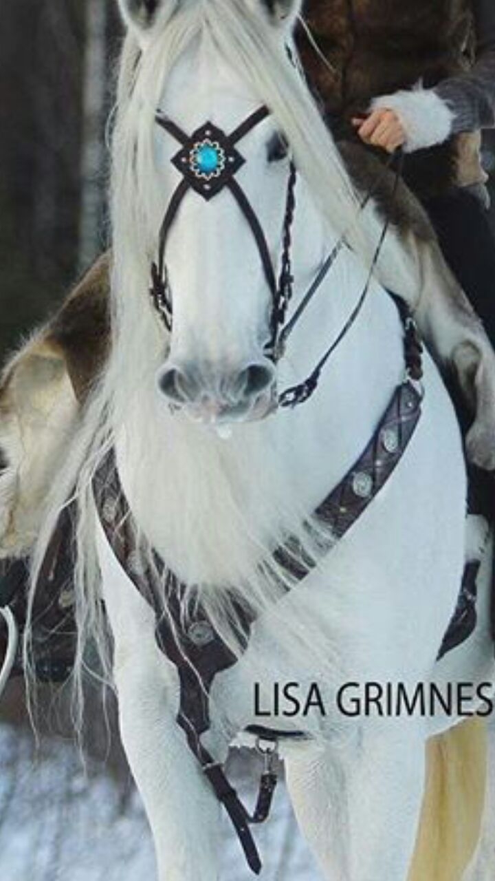 beautiful horse
