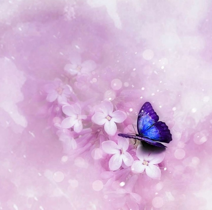 butterfly