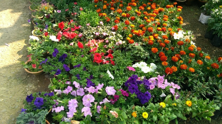 flowers
