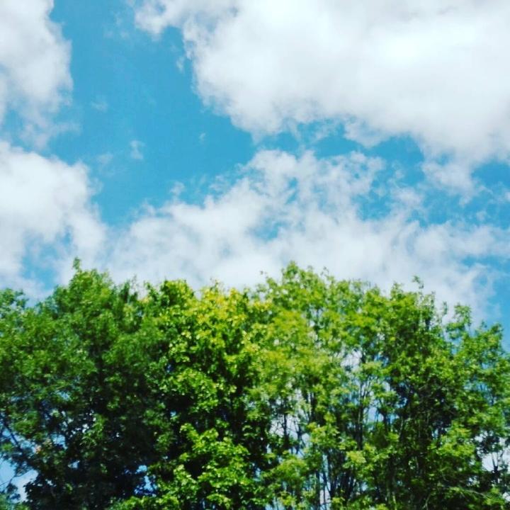 le ciel et les arbres .