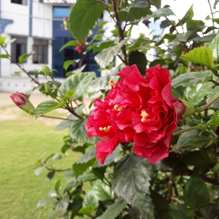 beautiful flowers