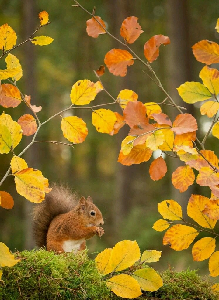 Squirrel