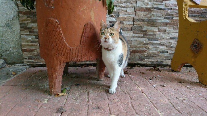 cat