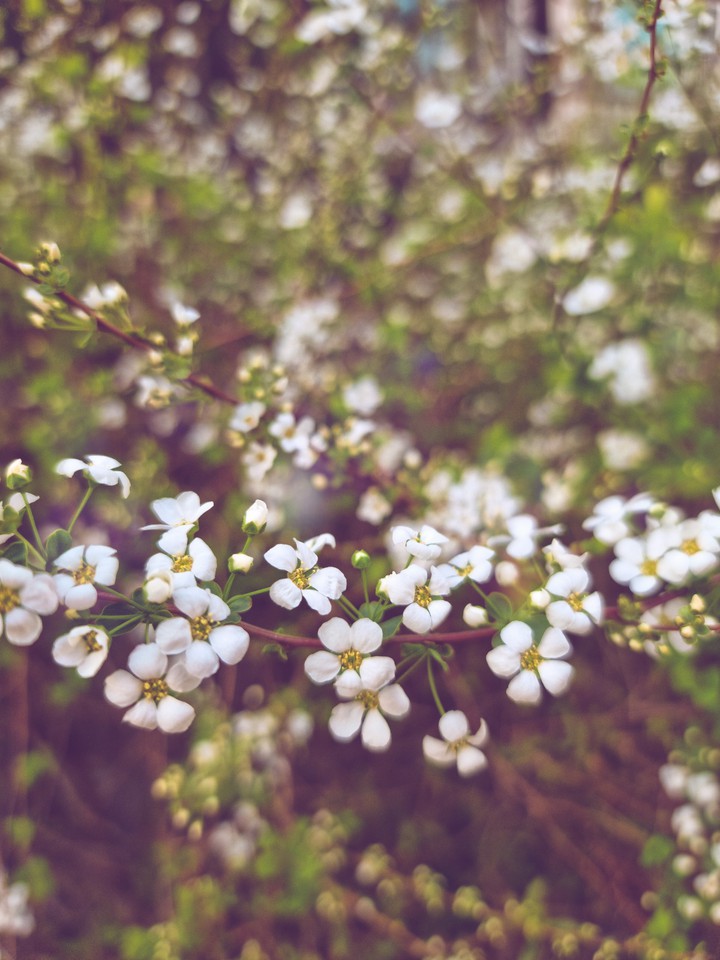 Beautiful Spring flower