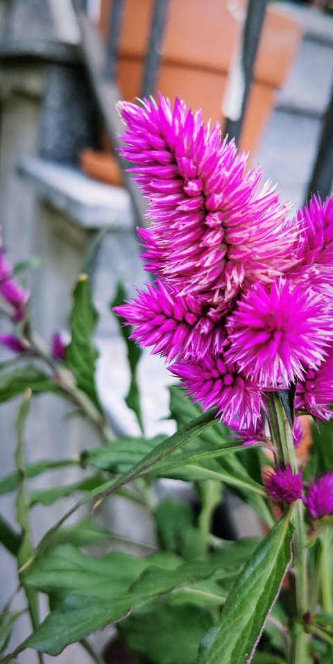Blume