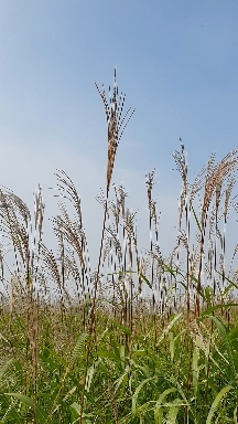 갈대