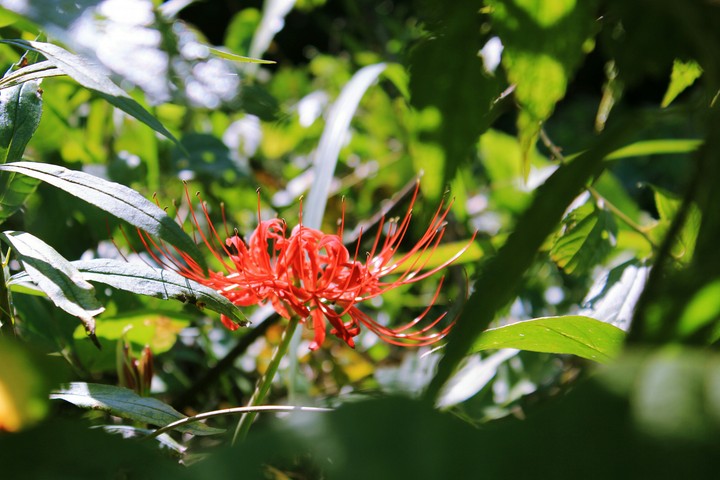 cluster_amaryllis
