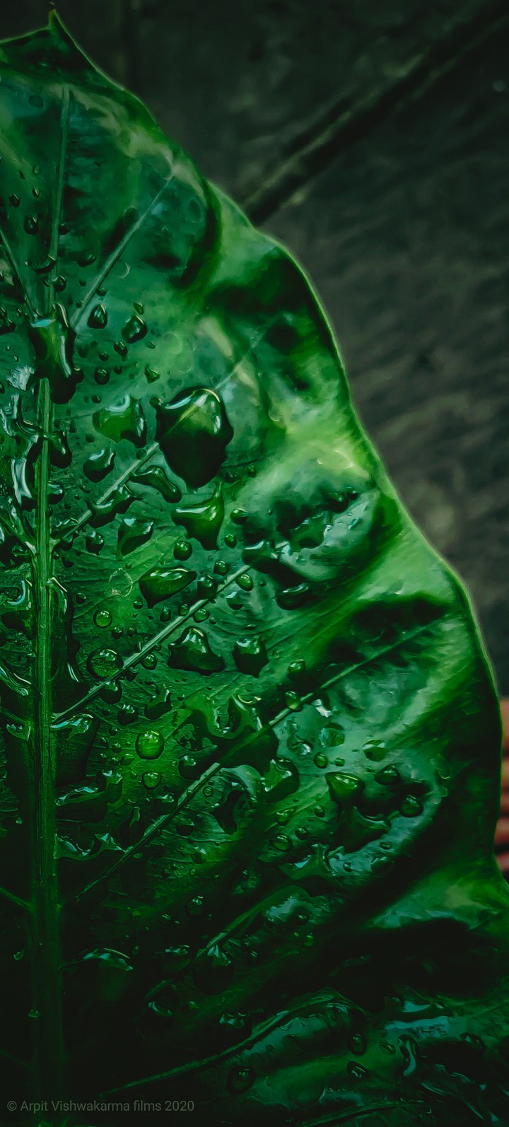 Leaf | Water drops | Rainy Day