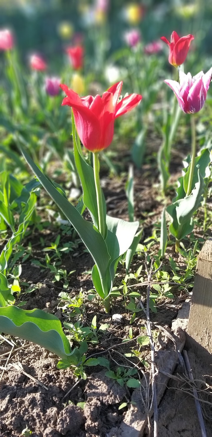 Королевский тюльпан... Royal tulip