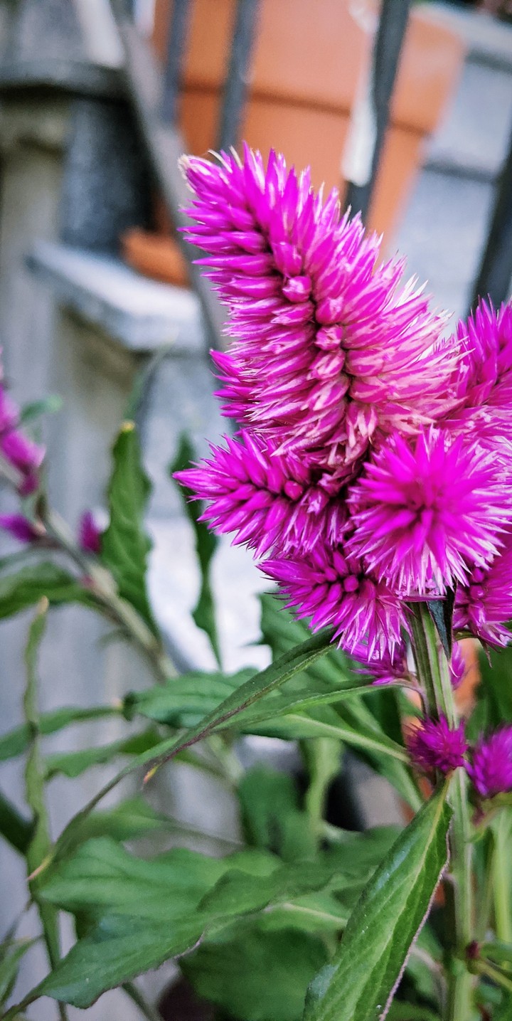 Blume