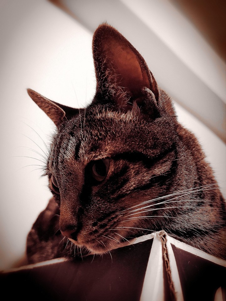 Cat. Brown
