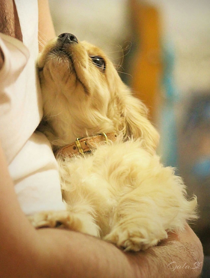 Americankocker spaniel