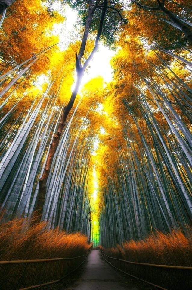 floresta