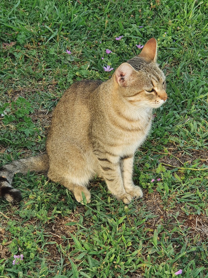 cat