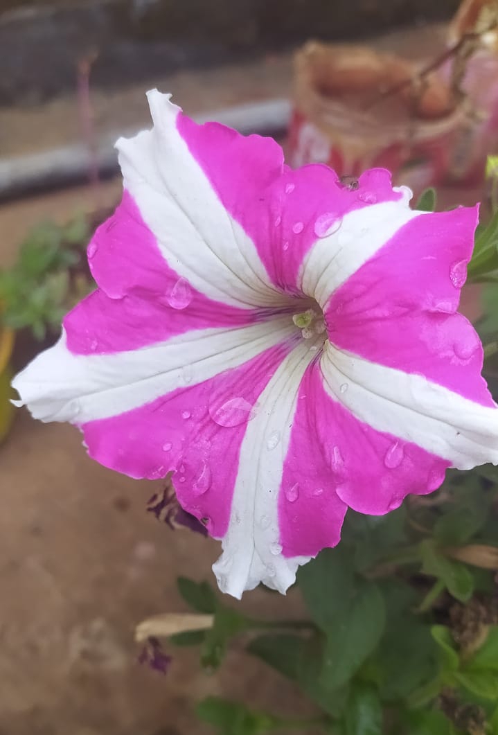petunia