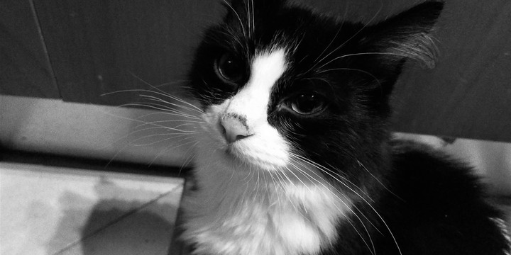 gatto