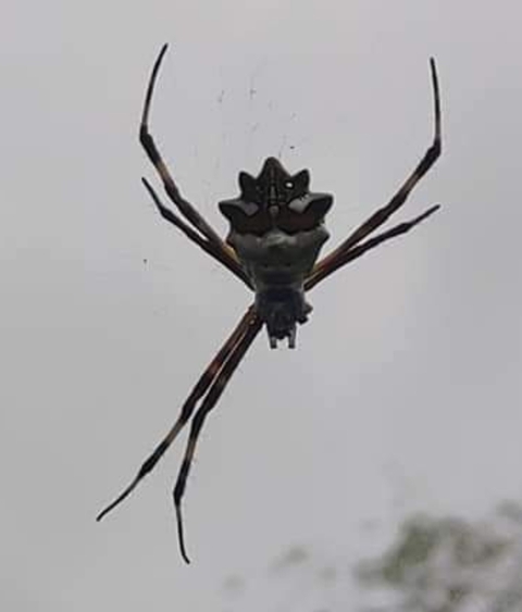 aranha