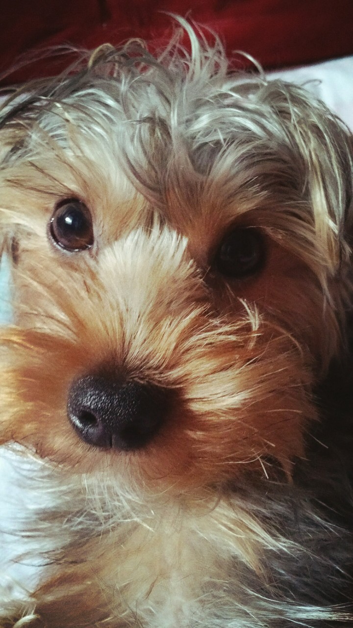 Panpan