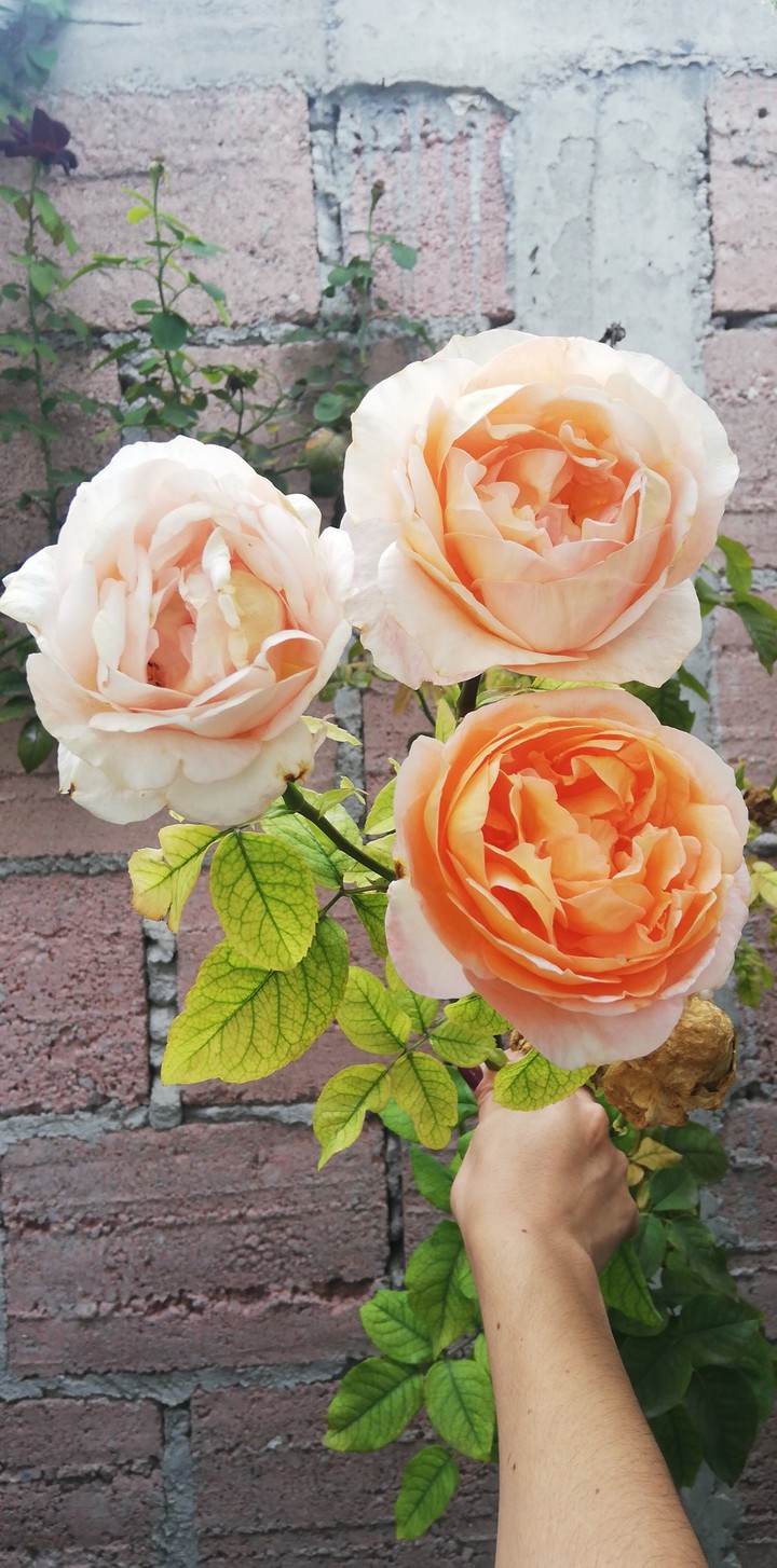 Roses