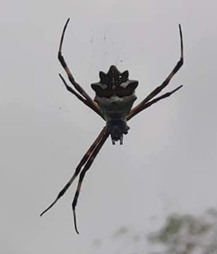 aranha