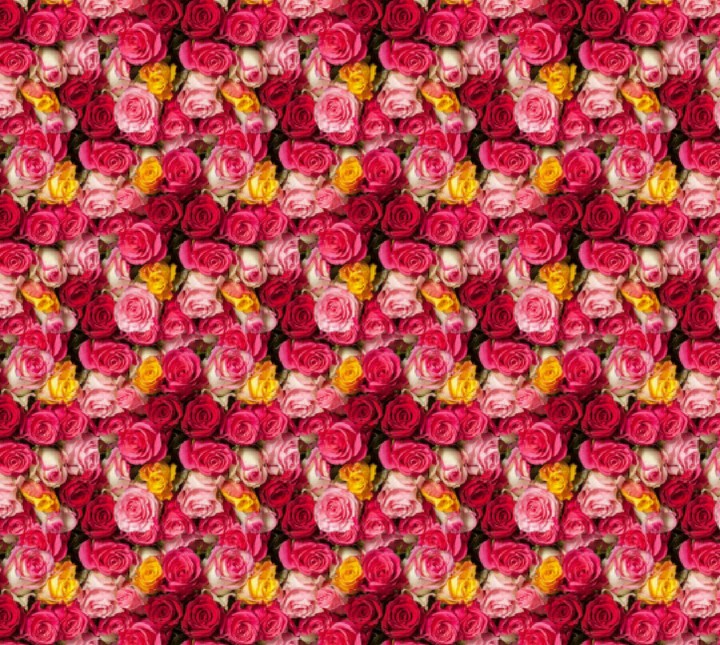 Roses 2