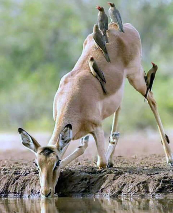 la gazelle...
