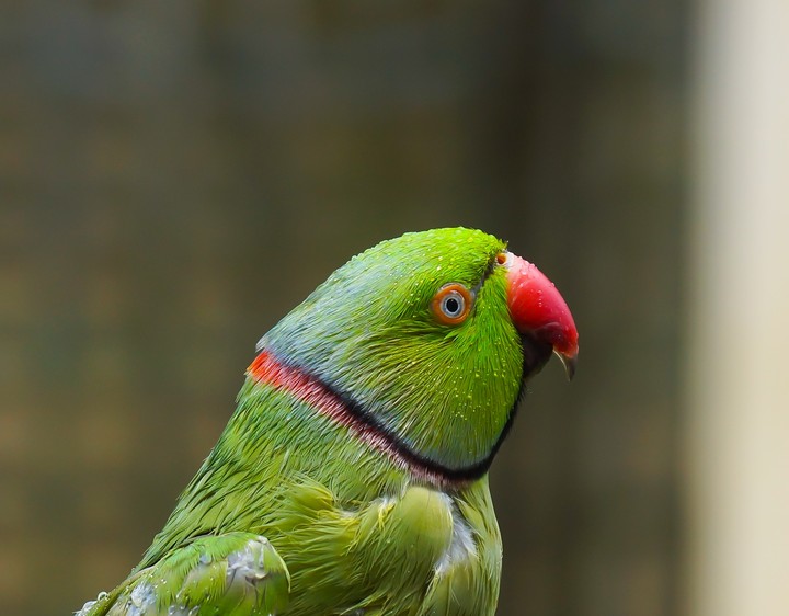 ringneck