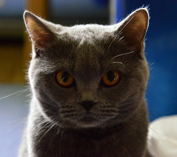 m'y cat