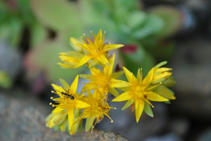 Formichina