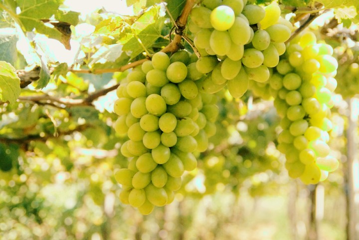 fruit