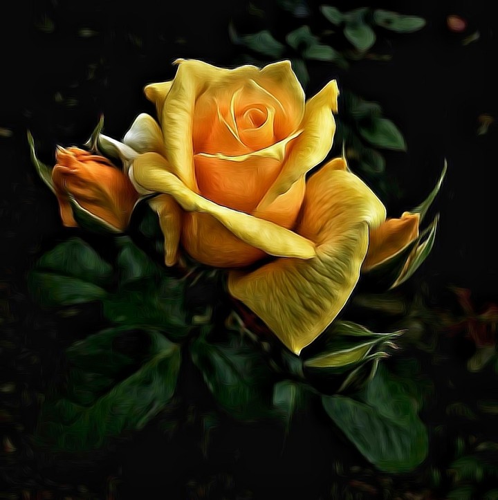 Rose 