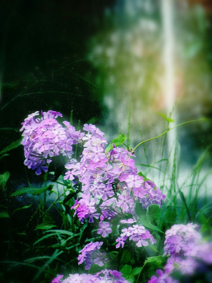 summer flowers