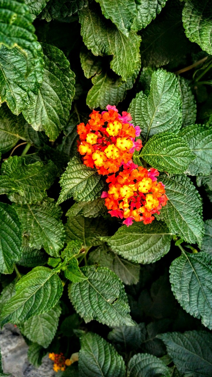 flower