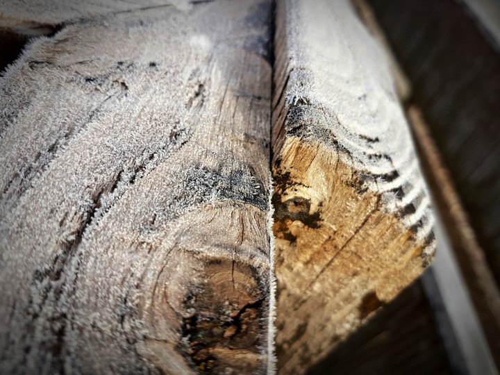 ice-woods