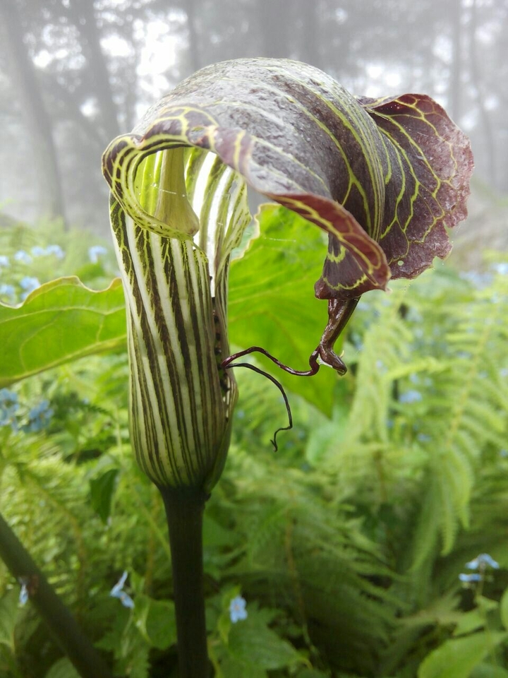 plant