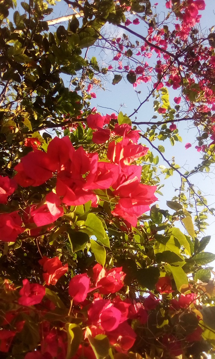Flor Três Marias