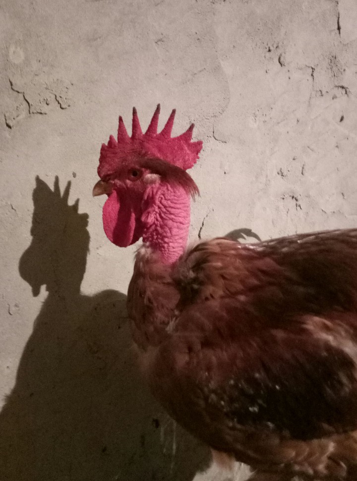 Chicken