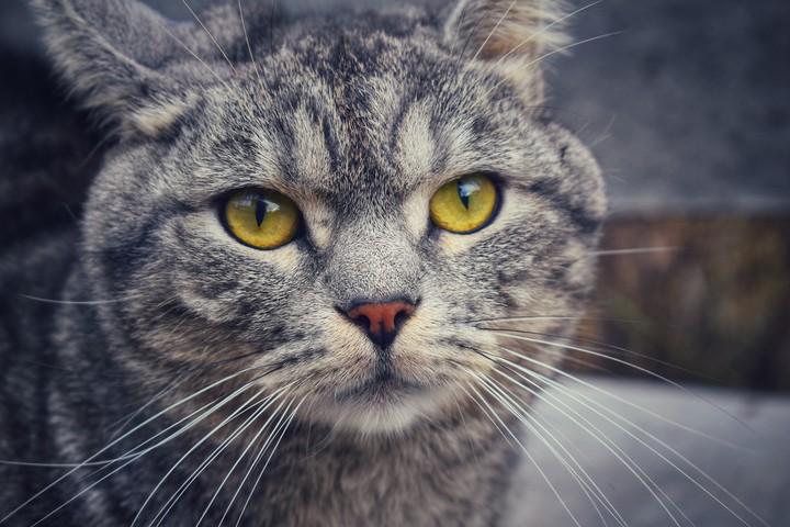 cat