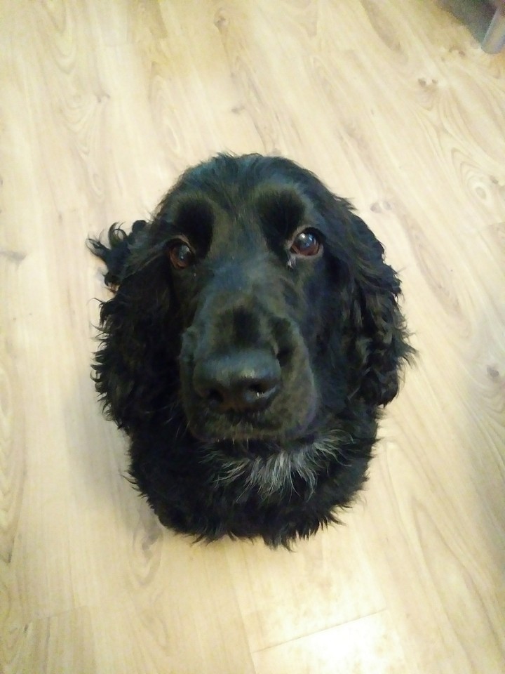 Cocker spaniel