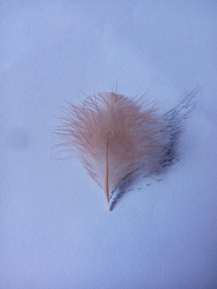feather