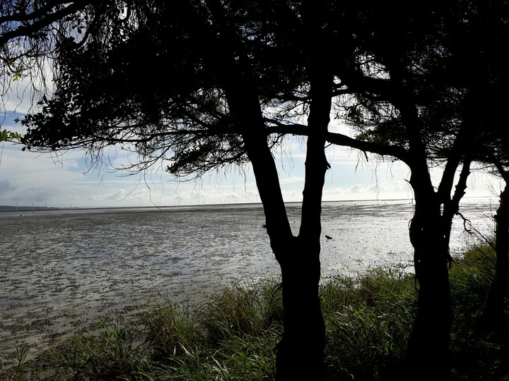 wetland 濕地