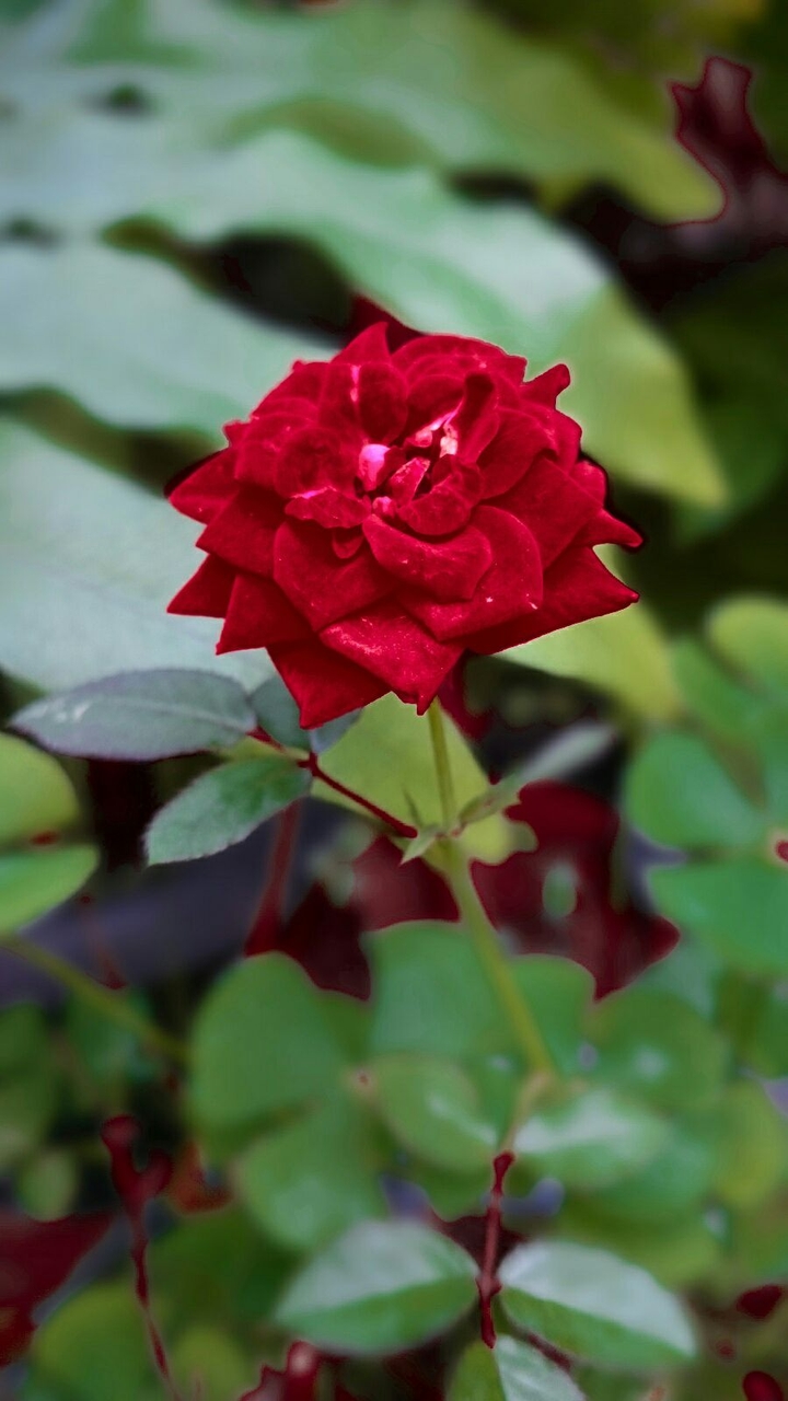 rosa