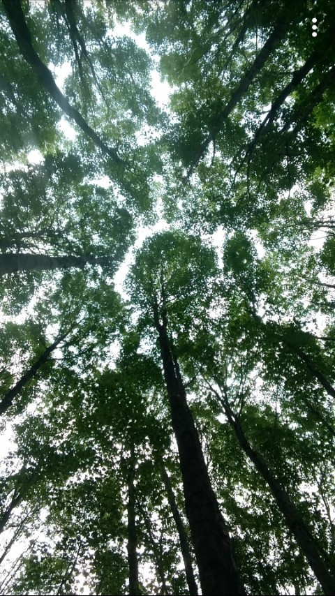 the forest sky