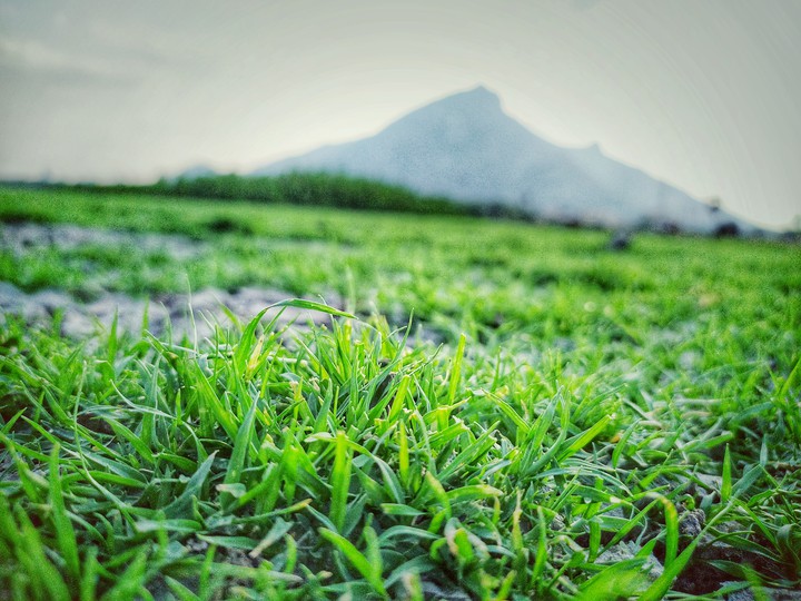 green Tiruvannamalai